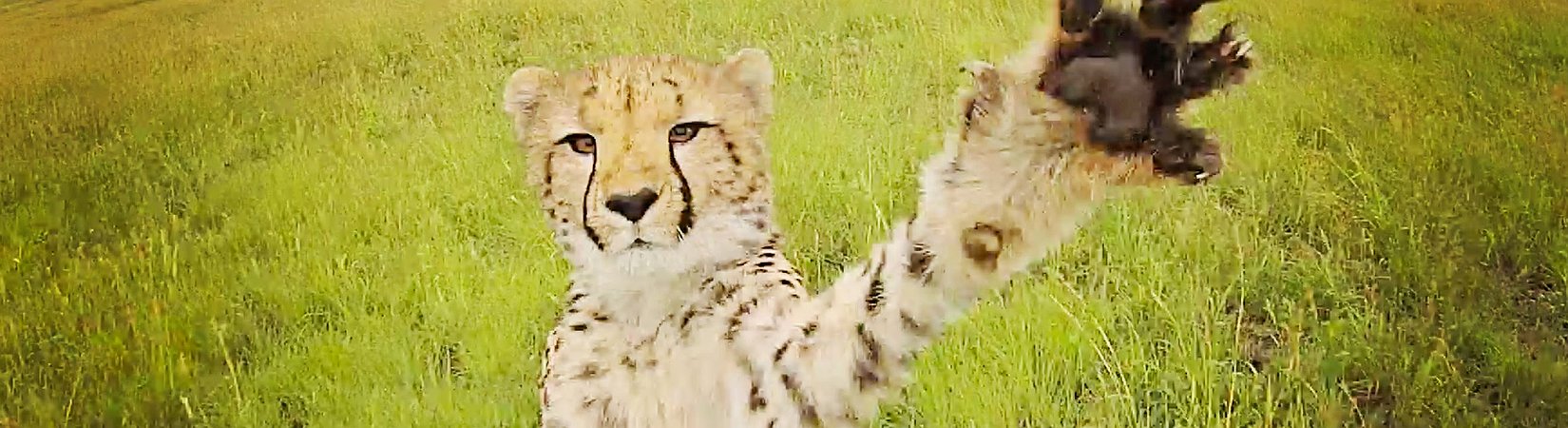 Animali contro i droni