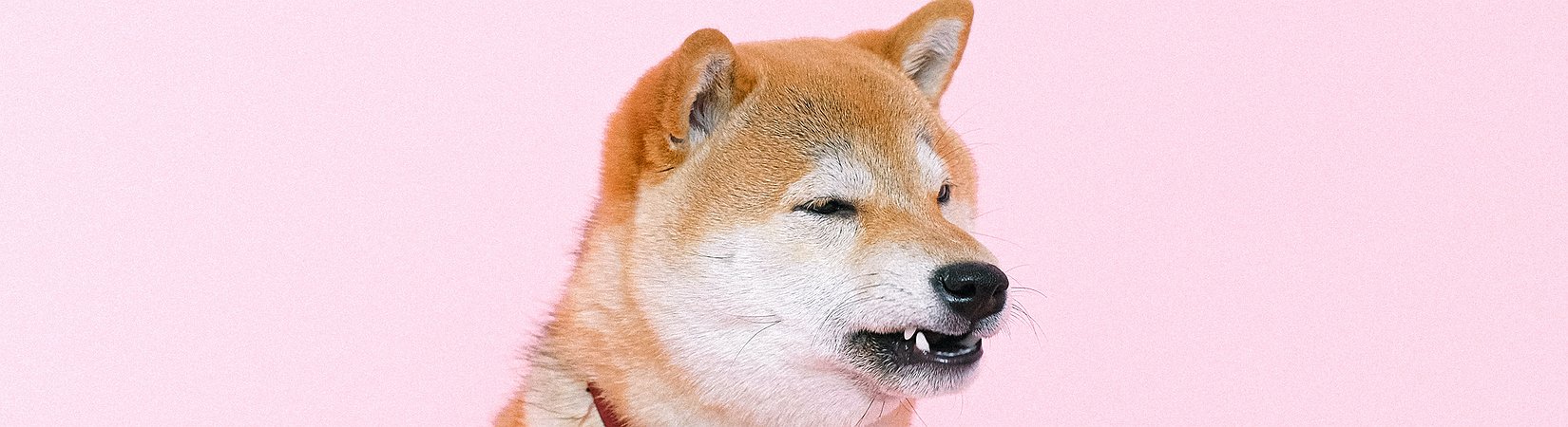 Gemini incluye Shiba Inu en su plataforma