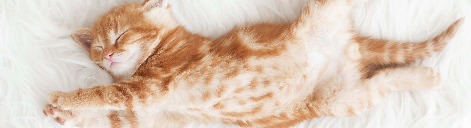 As 25 posições mais esquisitas em que os gatos dormem