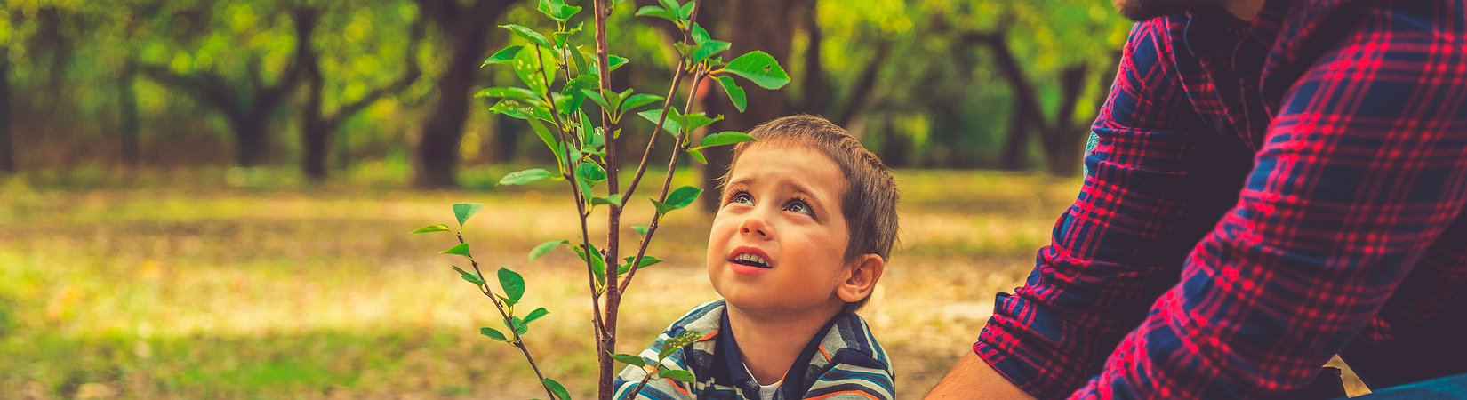 Plante árvores enquanto pesquisa na internet