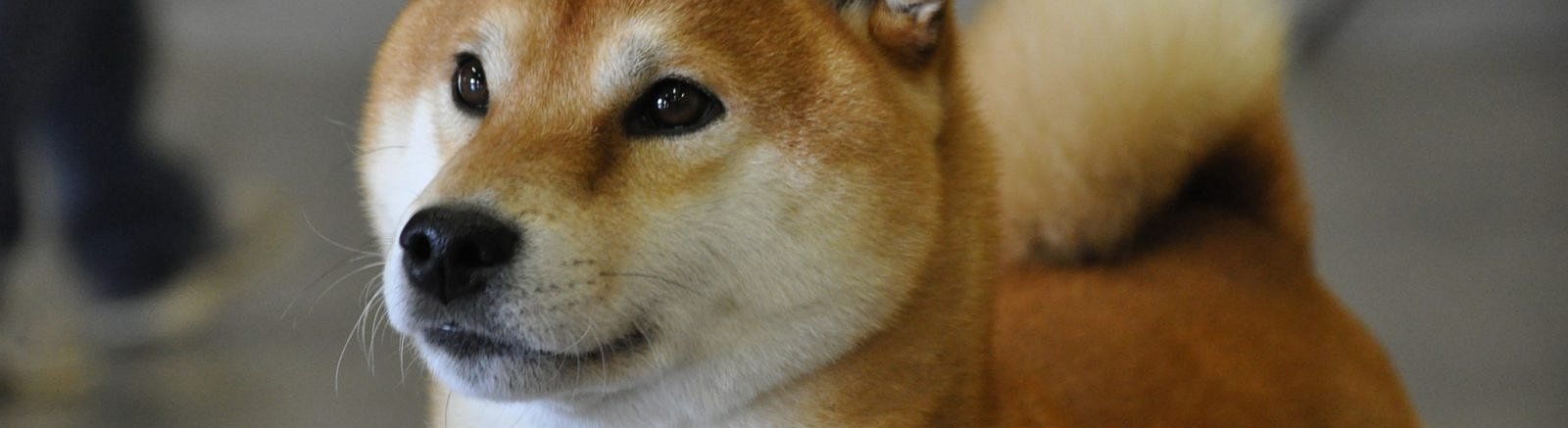 Bitso, Mexico's Largest Crypto Exchange, Adds Support for Shiba Inu