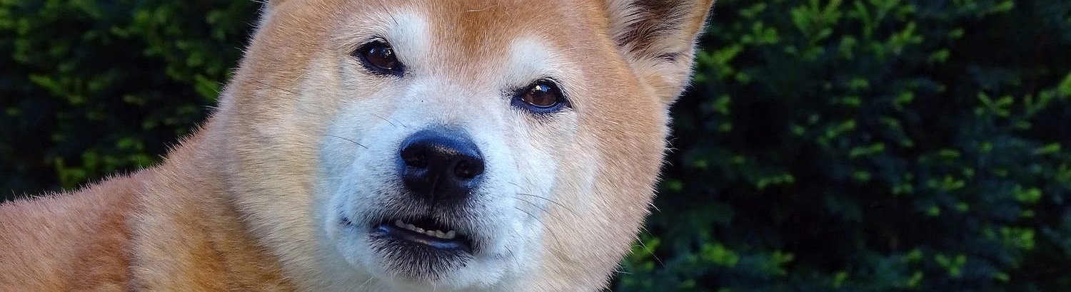 Shiba Inu Rises 20% Following Kraken Listing