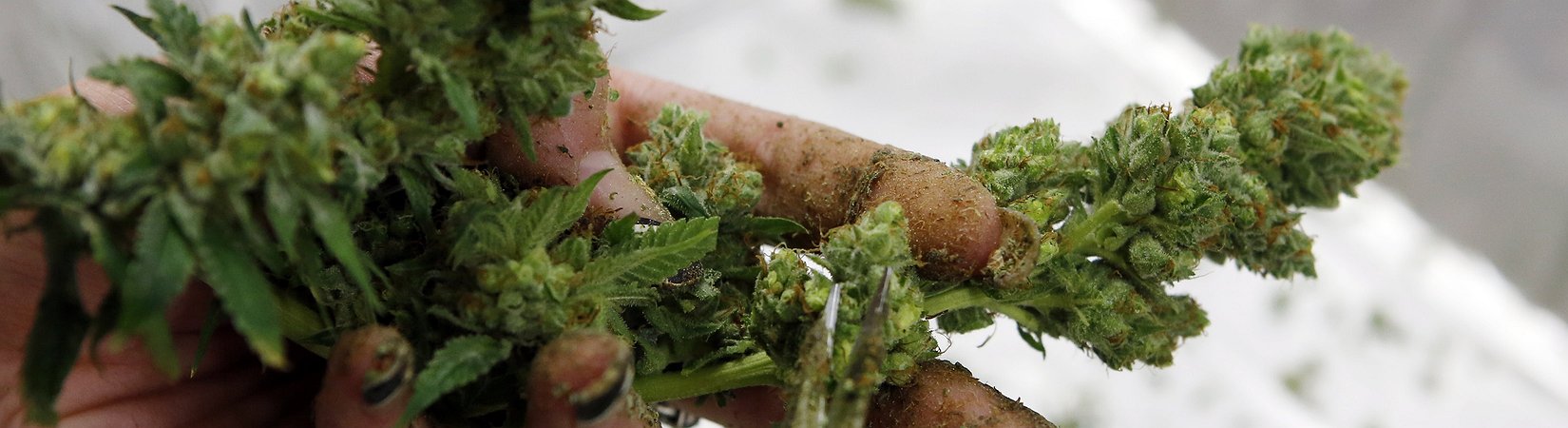 O incrível sucesso de uma empresa familiar de marijuana