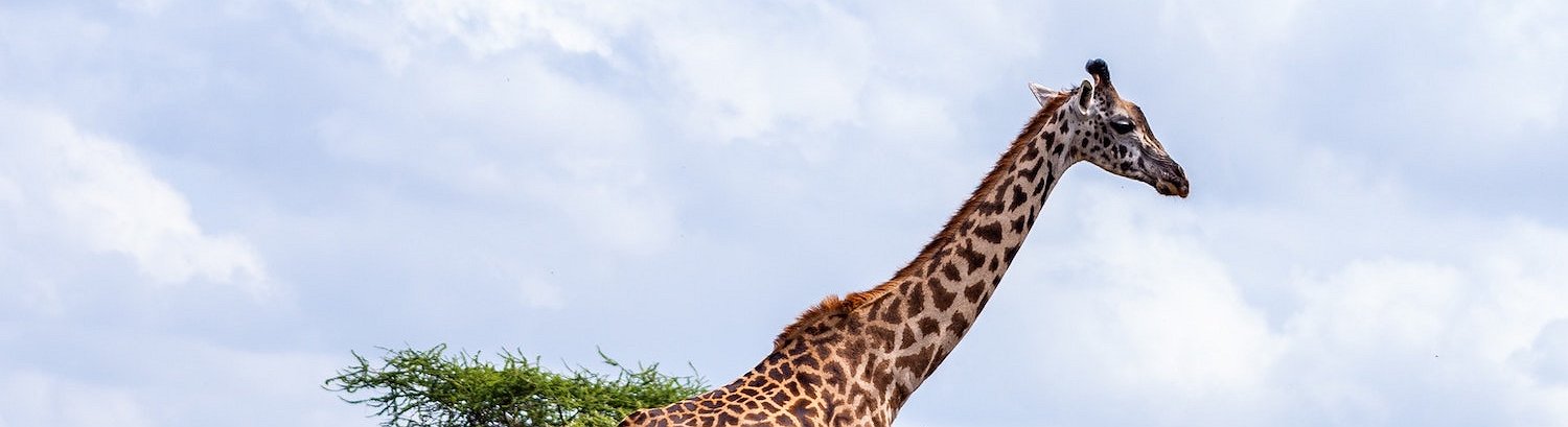 Kenya is Considering the Possibility of Issuing its Own CBDC