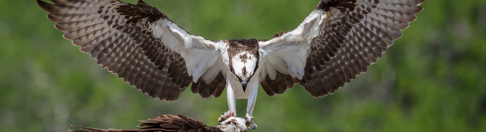 Bitflyer Hawks Wall Street Talents to Soar Higher