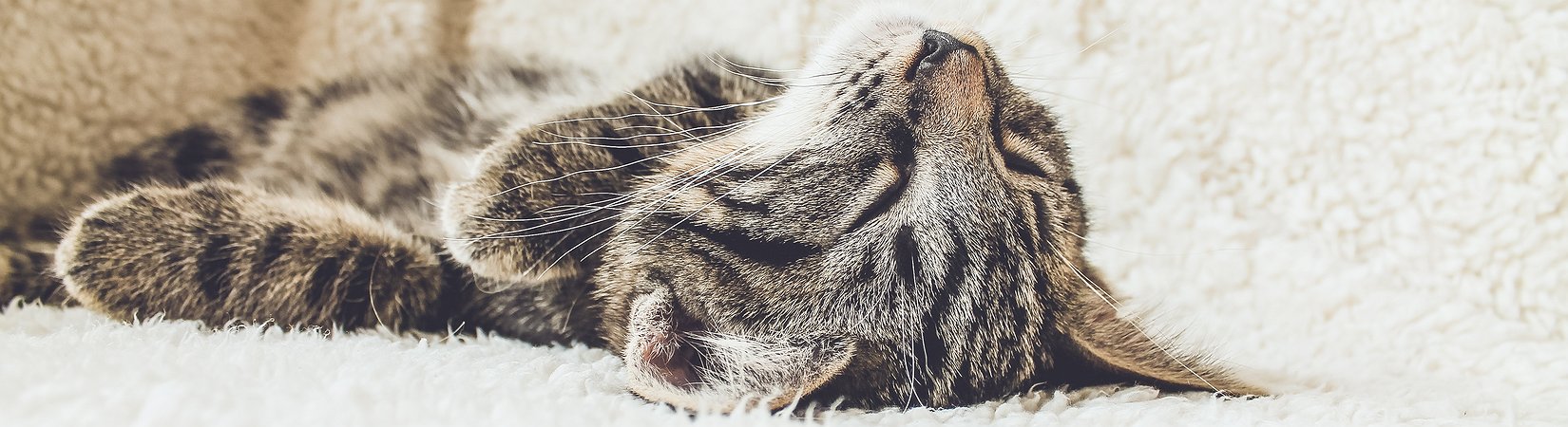 Como atribuir um nome a uma criptomoeda