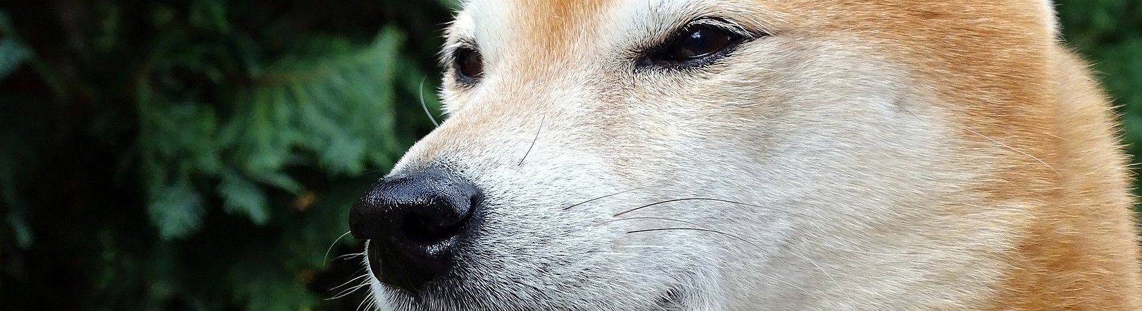 Unknown Investor Spends $8.3M on Shiba Inu Tokens