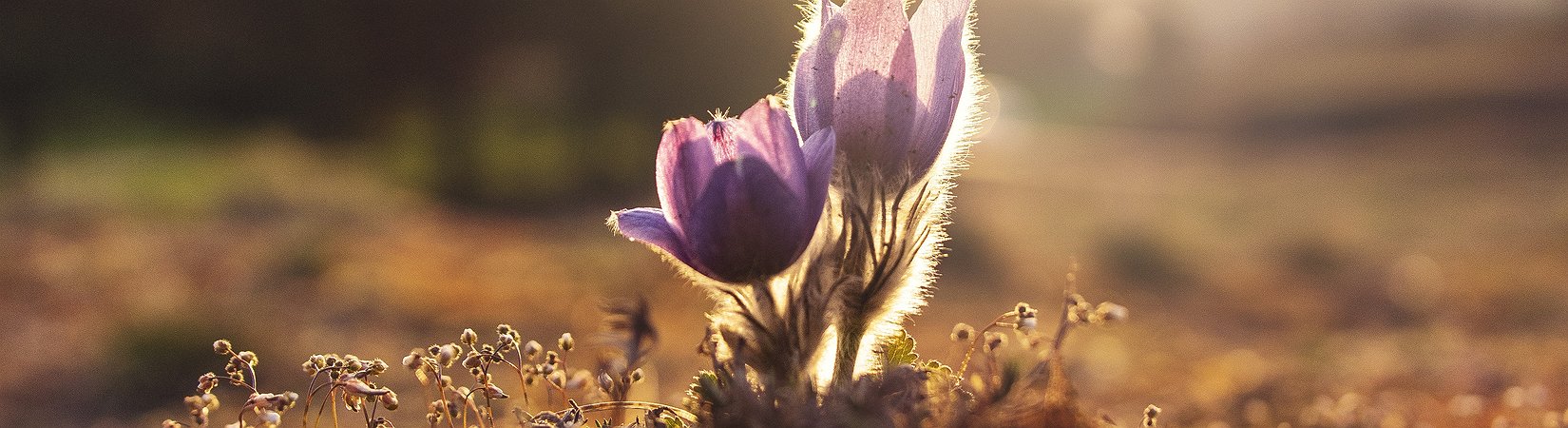Fundador de Cardano: Cardano vencerá a Libra en los países emergentes