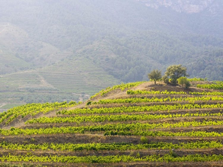 Las 5 mejores regiones vinícolas del mundo